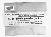 Hypogymnia physodes image